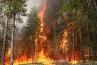 Пожар в Дарницком лесу ликвидирован